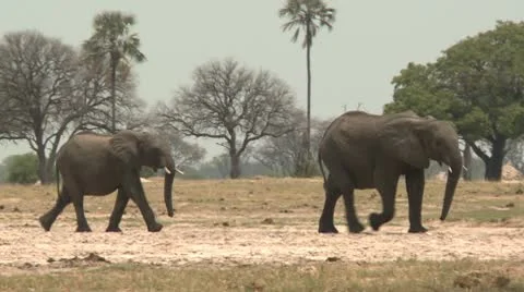 Elephants Walking 2 Video stock 10591715
