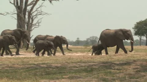 Elephants Walking 3 Видео 10591874