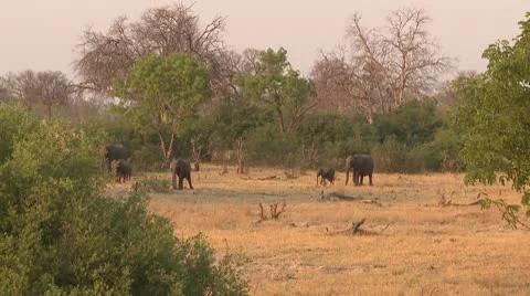Elephants Walking 4 Stock Footage 10591917
