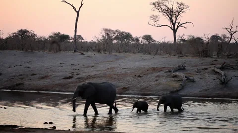 Elephants walking across river at sunset Stock Footage 38397001