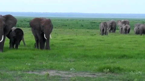 Elephants walking in Amboseli Stock Footage 132822968