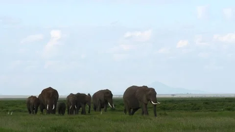 Elephants walking in Amboseli Stock Footage 132824702