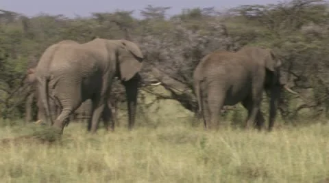 Elephants walking and eating Stock Footage 12658241
