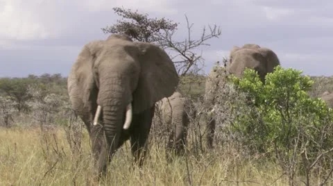 Elephants walking and rolling in mud Stock Footage 12655470