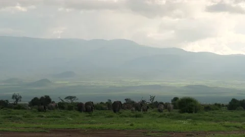 Elephants walking away Stock Footage 136265420