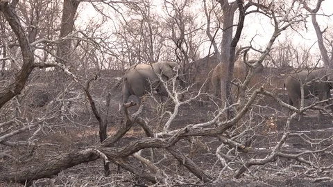 Elephants walking from behind burned trees. Stock Footage 98158192