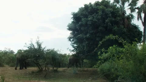 Elephants walking behind trees Vídeos de archivo 236920641