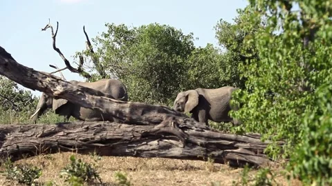Elephants walking in Botswana behind fallen tree Video stock 140239755