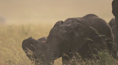 Elephants walking close at sunset Stock Footage 33545962