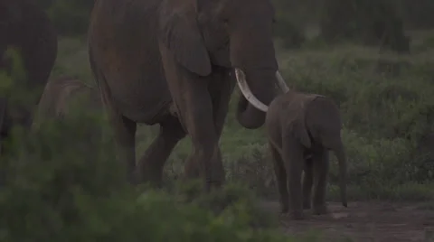 Elephants walking at dawn  Stock Footage 33547406