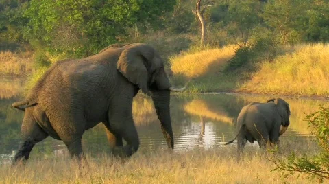 Elephants walking Stock Footage 798025