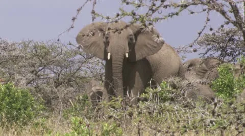Elephants walking Stock Footage 12655130