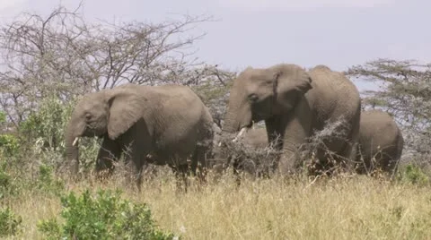 Elephants walking Stock Footage 12655163
