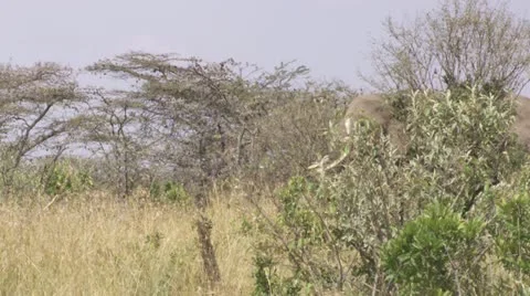 Elephants walking Stock Footage 12655269