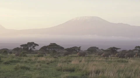 Elephants walking  Stock Footage 33531007