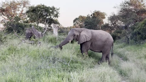Elephants walking Stock Footage 334748387