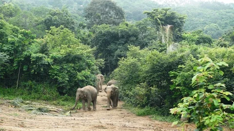 Elephants walking forest 4k Video stock 122728122