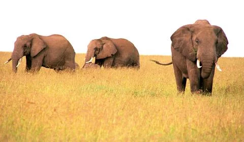 Elephants walking in the forest Stock Photos