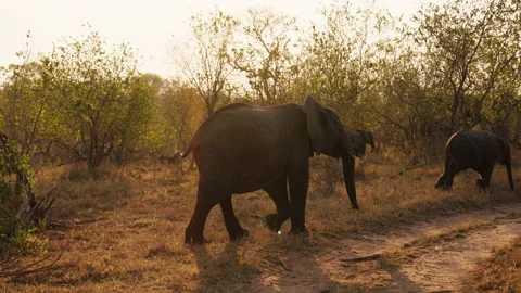 Elephants Walking On Grass During Daytime Stock Footage 236505552