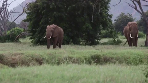 Elephants walking on grass 動画素材 86610834