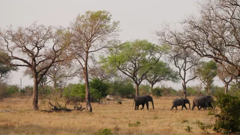 Elephants Walking On Grass With Tall Trees Stock Footage 236509529