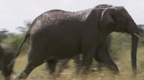 Elephants walking, grass, tree, mud Stock Footage 12655316