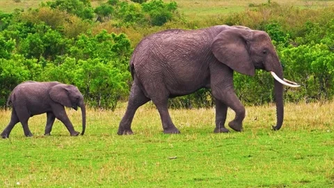  Elephants Walking in Grassland Stock Footage 323143379