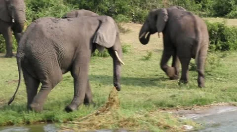 Elephants Walking by Lake Stock Footage 10806450