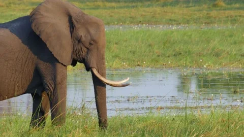 Elephants walking in the Okavango Delta Stock Footage 134626576