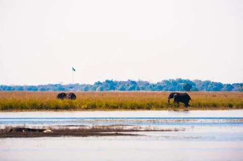 Elephants walking Stock Photos