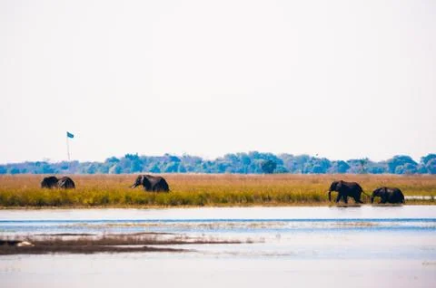 Elephants walking Stock Photos