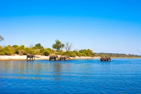 Elephants walking Stock Photos