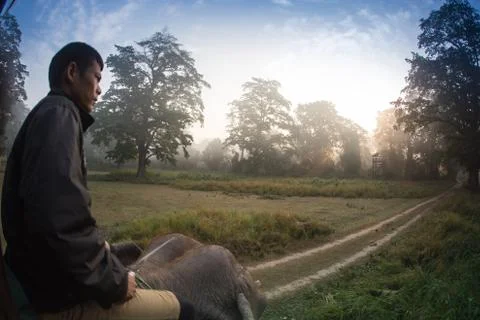 Elephants walking Stock Photos