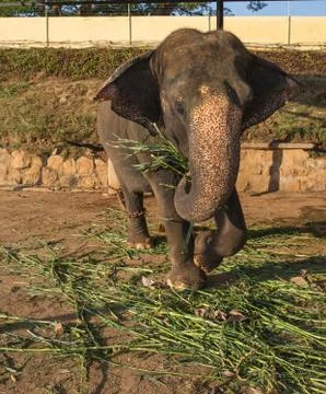 Elephants walking Stock Photos
