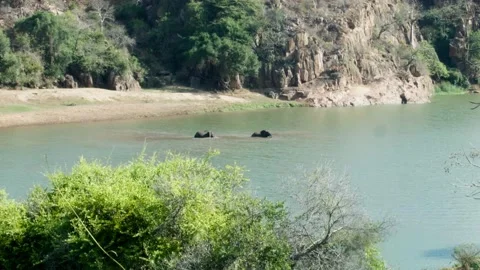 Elephants walking in the Save river Vídeos de archivo 236920684