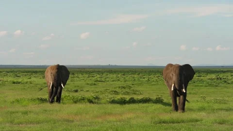 Elephants walking in slow motion Stock Footage 136128815