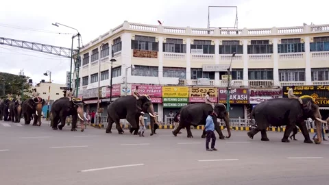 Elephants walking on streets during Dussehra festival in India. Stock Footage 244658154