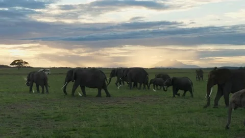 Elephants walking at sunset Stock Footage 134079063