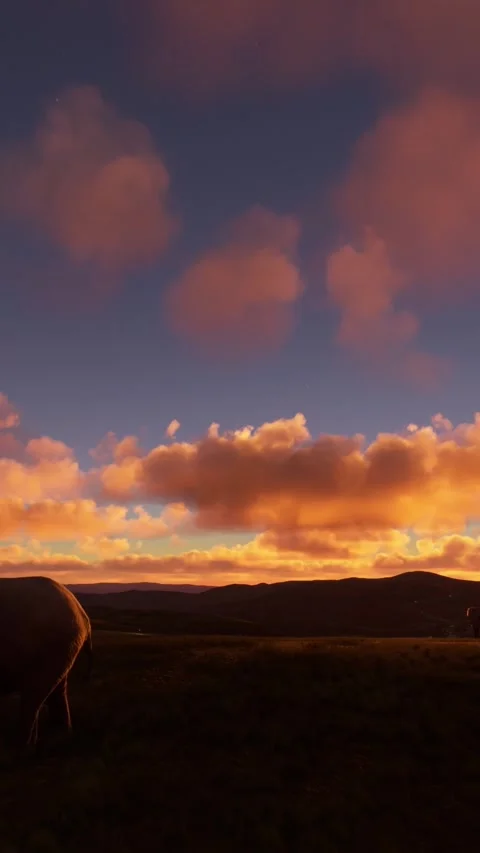 Elephants walking in the sunset towards the camera in Dessie Zuria. Ethiopia Видео 283420170