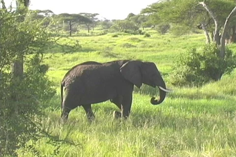 Elephants walking Tarangire Stock Footage 126014