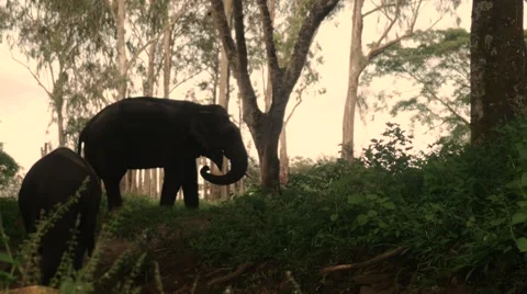 Elephants walking through forest Stock Footage 60822623