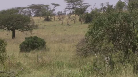 Elephants walking through grassland Video stock 12652110