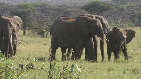 Elephants walking through grassland Video stock 12658123