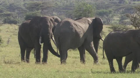 Elephants walking through grassland Stock Footage 12658133