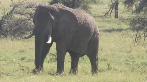 Elephants walking through grassland Stock Footage 12658136