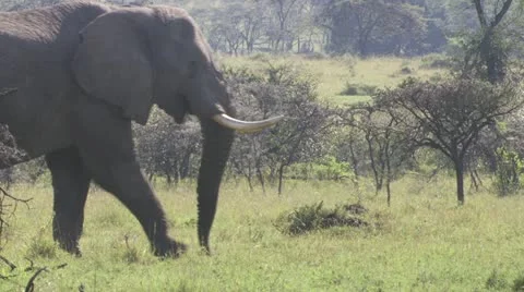 Elephants walking through grassland Stock Footage 12658169