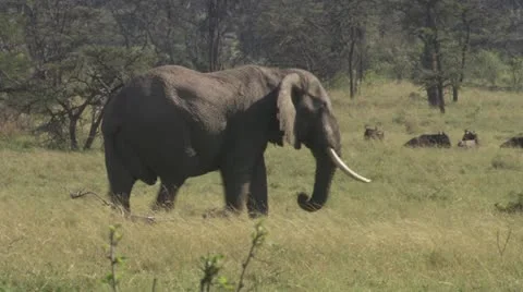 Elephants walking through grassland Stock Footage 12658173