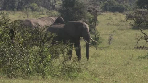 Elephants walking through grassland Stock Footage 12658196