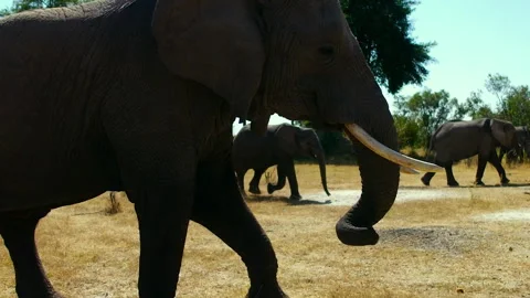 Elephants walking through the grasslands of Okavango Delta in Africa Stock Footage 326018185