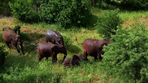 Elephants walking through green meadow aerial view Video stock 316237403